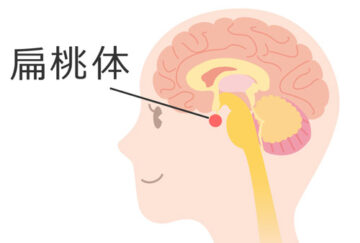 痛みの起こる仕組み 扁桃体